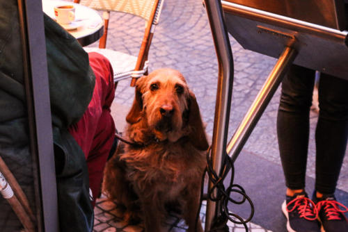 Cachorro na Rue Montorgueil